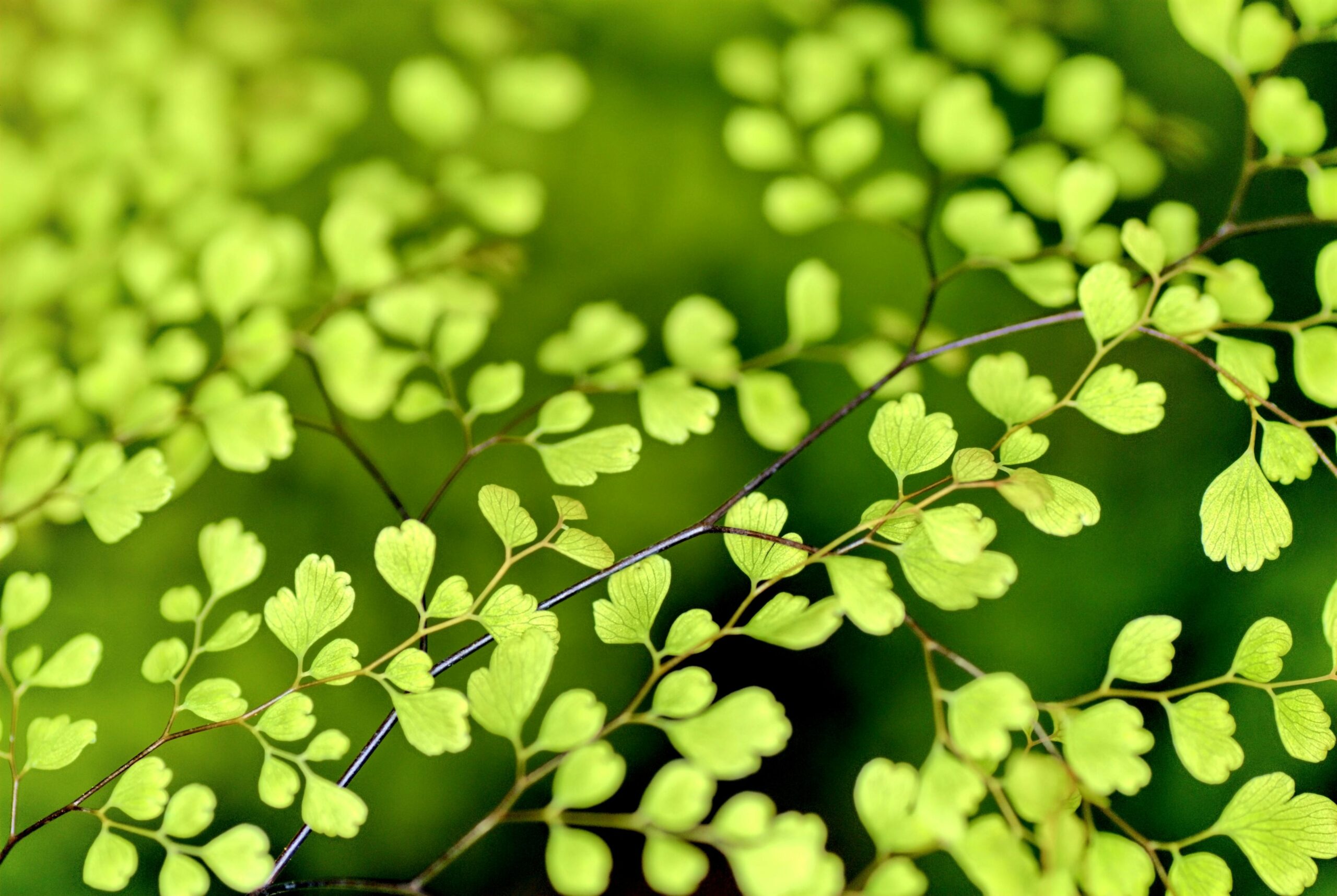 green sweet leaves